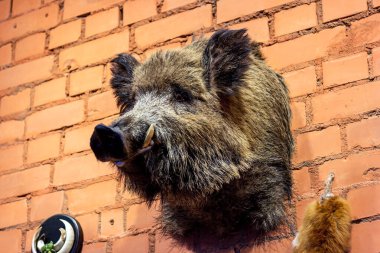 Yaban domuzu kafası tuğla duvarda bir av ganimeti olarak duruyor..