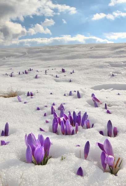 Safran bitkisi ilk bahar çiçek closeup kar erime arasında