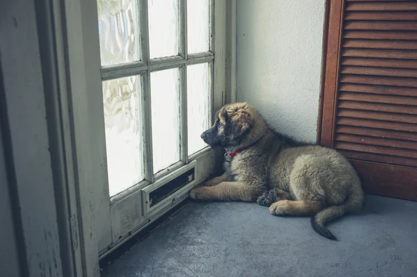 Leonberger puppy waiting by the door — Stock Photo, Image