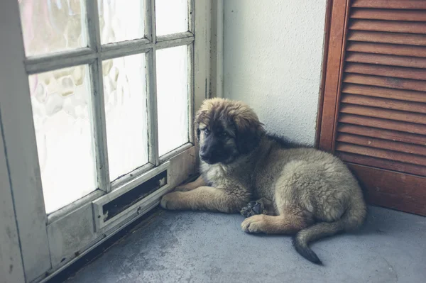 Leonberger puppy waiting by the door — Stock Photo, Image