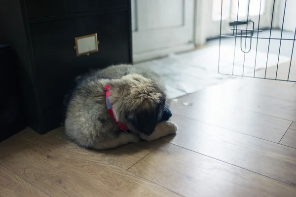 Leonberger puppy sleeping on floor — Stock Photo, Image