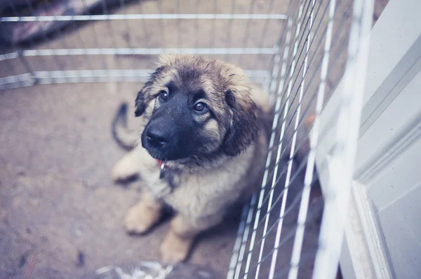 Leonberger puppy in kennel outside — Stock Photo, Image