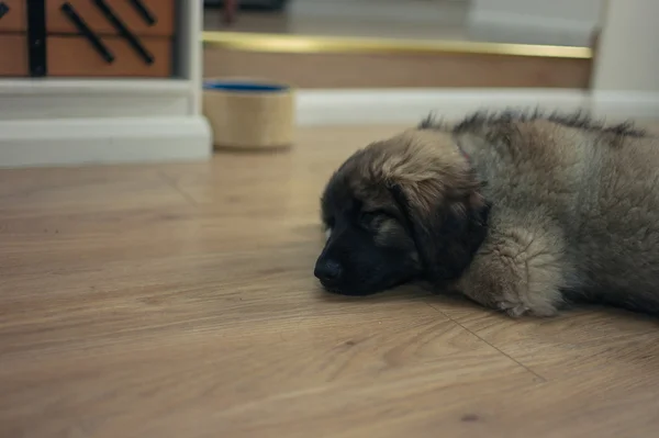 Χαριτωμένο κουτάβι Leonberger στον ύπνο στο πάτωμα — Φωτογραφία Αρχείου