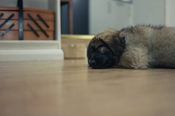 Schattige puppy van de Leonberger slapen op de vloer — Stockfoto