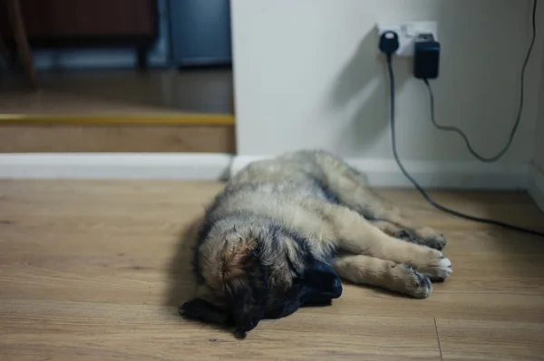 Χαριτωμένο κουτάβι Leonberger στον ύπνο στο πάτωμα — Φωτογραφία Αρχείου