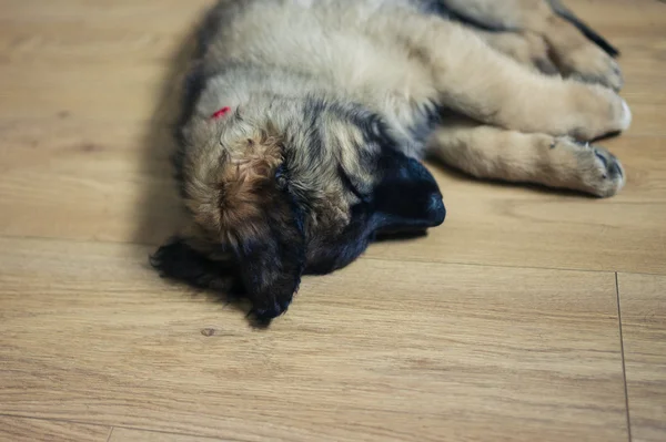Cute Leonberger puppy sleeping on floor — Stock Photo, Image