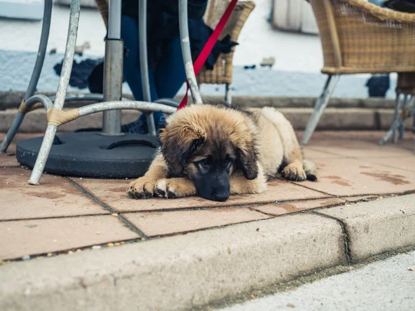 Leonberger puppy under table at cafe outside — Stock Photo, Image