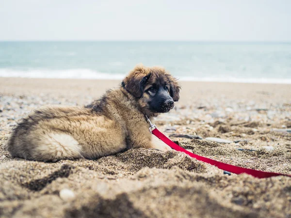 Leonberger cachorro descansando en la playa — Foto de Stock