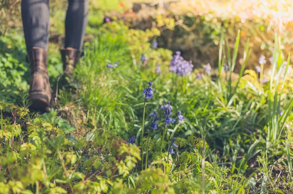 Arka planda kişiyle ormanda büyüyen bluebells — Stok fotoğraf