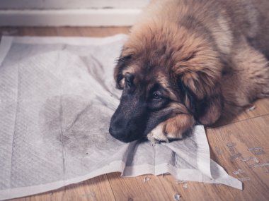 Kirli eğitim pad kafasına köpekle Leonberger