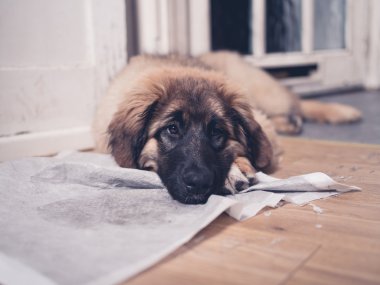 Kirli eğitim pad kafasına köpekle Leonberger