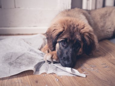 Kirli eğitim pad kafasına köpekle Leonberger