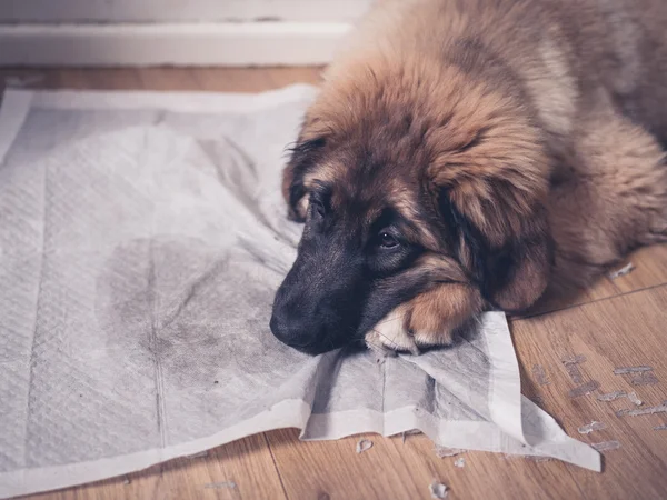 Leonberger puppy with head on dirty training pad — Stock Photo, Image