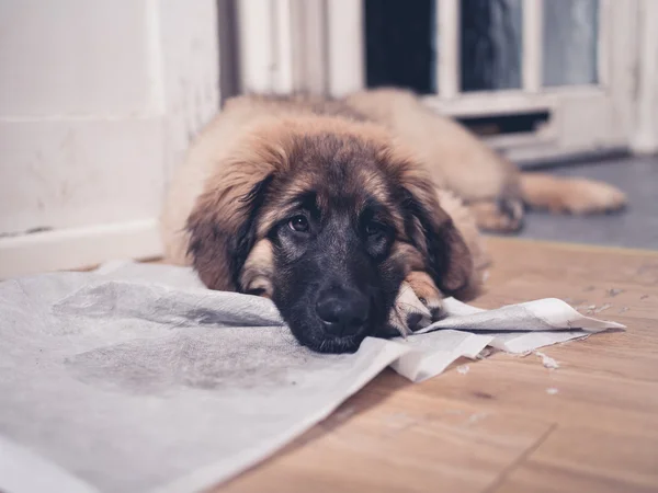 Leonberger puppy with head on dirty training pad — Stock Photo, Image