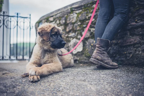 Leonberger köpek yavrusu dışında dinlenme — Stok fotoğraf