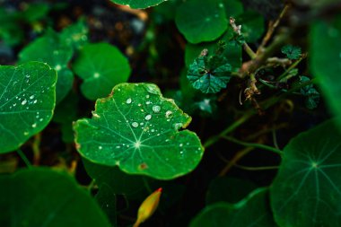 Üzerlerinde yağmur damlaları olan yapraklara yaklaş. 
