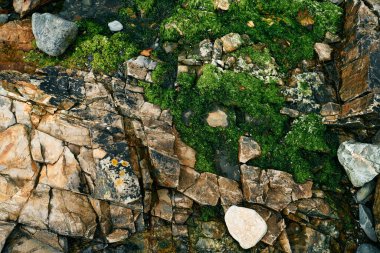 Sahilde taş ve yosun deseni.        