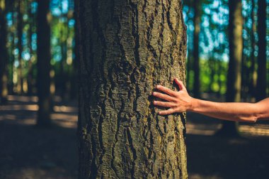 Güneşli bir günde ormanda bir ağaca dokunan genç bir kadının eli.