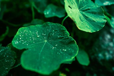 Üzerlerinde yağmur damlaları olan yapraklara yaklaş. 