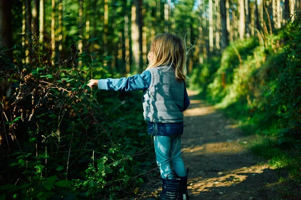 Маленький Дошкольник Гуляет Лесу Солнечный Осенний День — стоковое фото