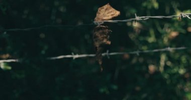 Dikenli çitlerde yeşil yapraklar