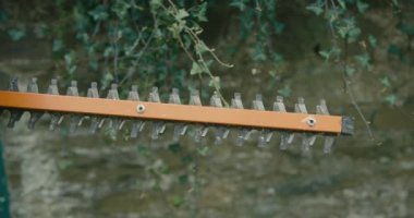 Bahçede insan kesim yaprakları