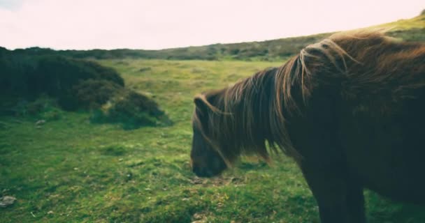 美丽的毛茸茸的马在草地上吃草 — 图库视频影像