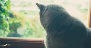 Kedi pencere eşiğinde oturuyor ve pencereye bakıyor.