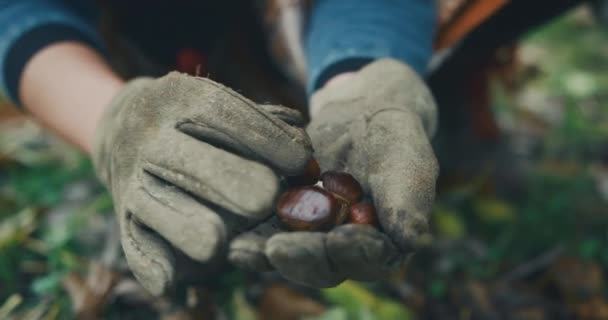 Mujer Recogiendo Castañas Bosque — Vídeos de Stock