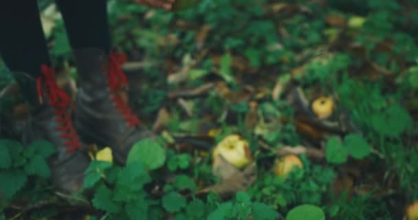 Hermosa Mujer Recogiendo Manzanas Jardín — Vídeos de Stock