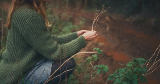 Kvinne Som Plukker Ville Blomster Skogen – stockvideo