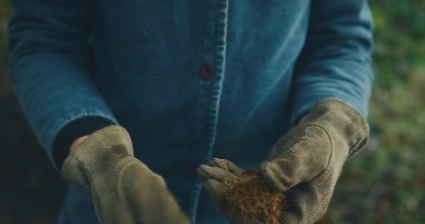 Mujer Recogiendo Castañas Bosque — Vídeos de Stock