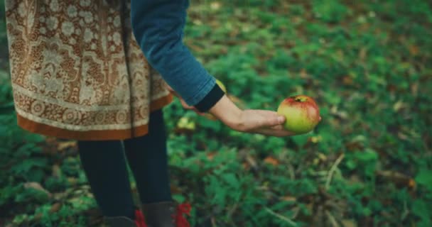 Piękna Kobieta Zbieranie Jabłek Ogrodzie — Wideo stockowe