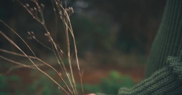 Mujer Recogiendo Flores Silvestres Bosque — Vídeos de Stock