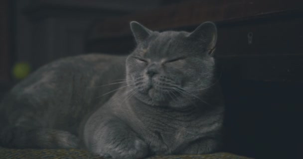 Lindo Mullido Británico Gato Tendido Silla — Vídeos de Stock