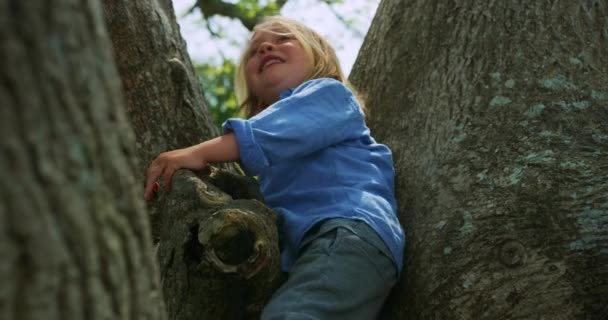 Lindo Niño Entre Troncos Árbol — Vídeos de Stock