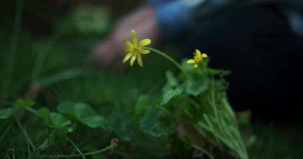 Vrouw Planten Van Gele Bloemen Tuin — Stockvideo