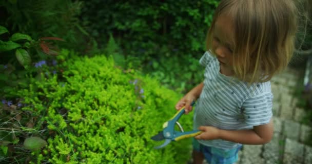 Μικρό Αγόρι Που Κόβει Θάμνους Στον Κήπο — Αρχείο Βίντεο