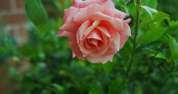Krásné Růžové Růže Zahradě — Stock video