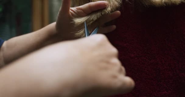 Woman Hand Scissors Cut Hair Close View — Vídeos de Stock