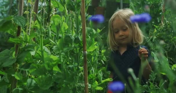 Hermosa Niña Campo Plantas Verdes Bosque Con Flores — Vídeos de Stock