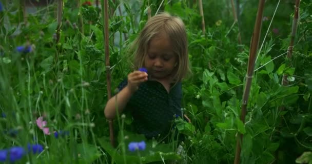Красивая Маленькая Девочка Поле Зеленых Растений Лесу Цветами — стоковое видео