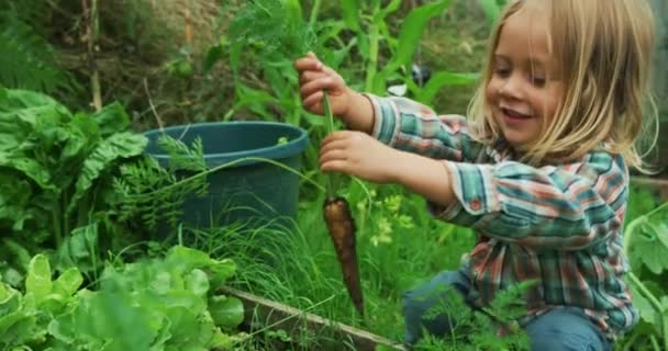 在花园里放着新鲜生胡萝卜的小男孩 — 图库视频影像