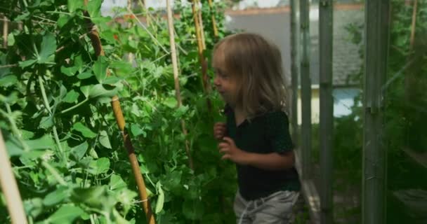 Vacker Liten Flicka Ett Fält Gröna Växter Skog Med Blommor — Stockvideo