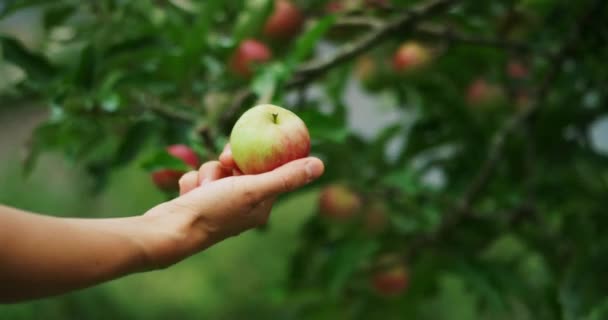 Eine Junge Mutter Und Ihr Sohn Pflücken Äpfel Garten — Stockvideo