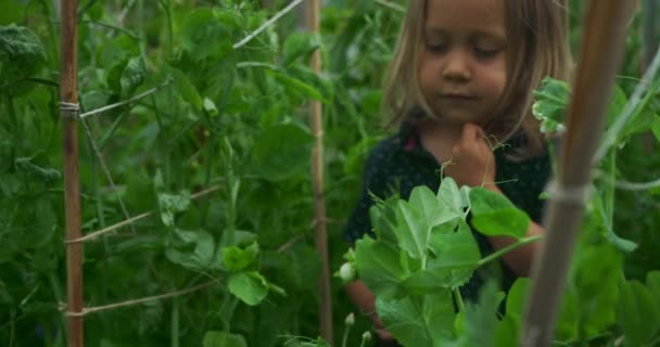 Hermosa Niña Campo Plantas Verdes Bosque Con Flores — Vídeos de Stock