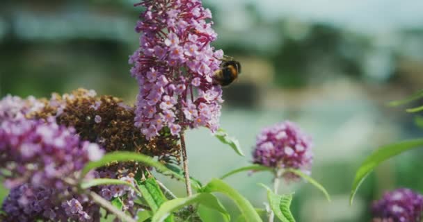 可爱的昆虫坐在花园里美丽的紫色花朵上 — 图库视频影像