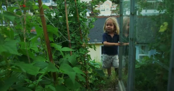 温室里可爱的小男孩 — 图库视频影像