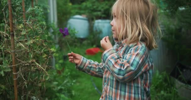 Niño Pequeño Campo Plantas Verdes Bosque Con Flores — Vídeos de Stock