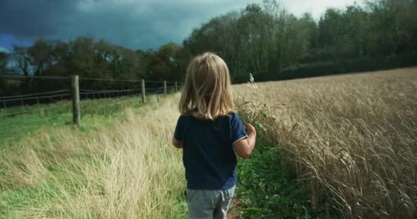 Piccolo Carino Ragazzo Giocare Grano Campo Sfondo — Video Stock